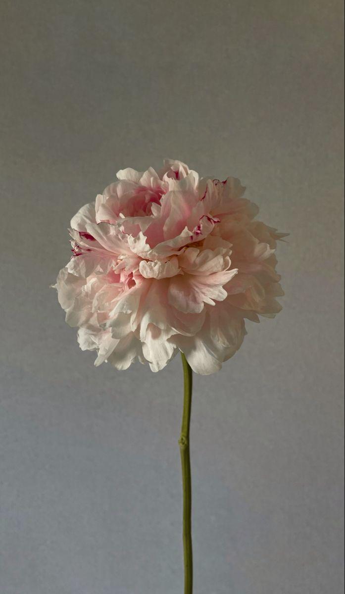Enchanted Eve Floral Harmony
